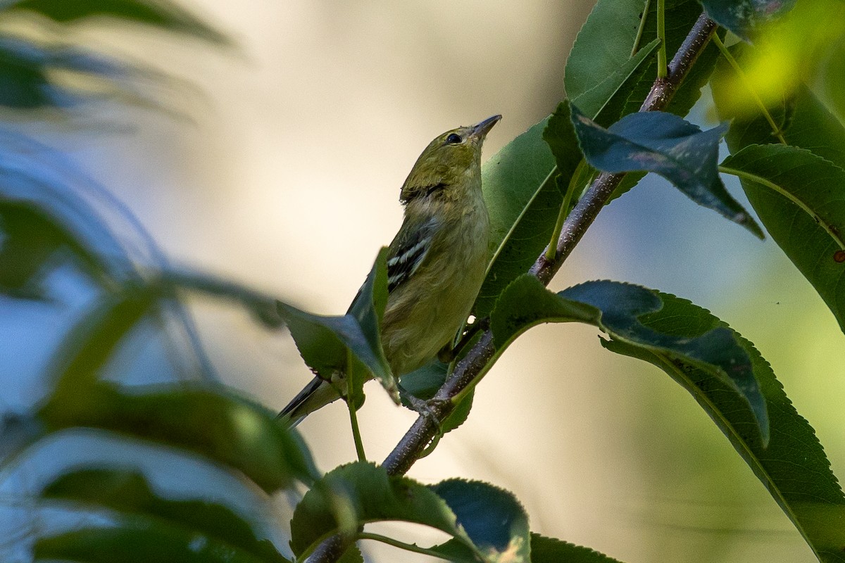 Bay-breasted Warbler - ML642079786