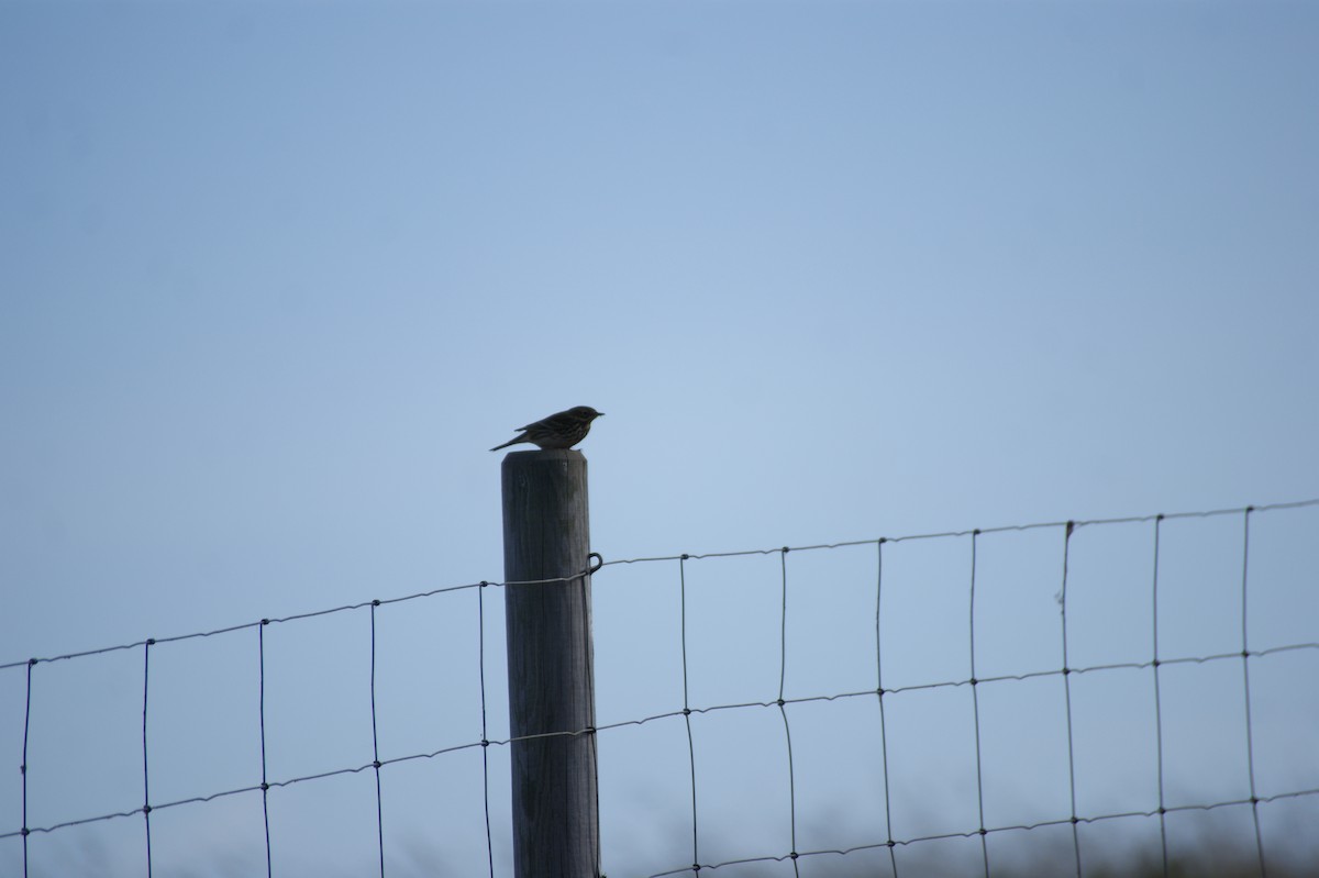 Meadow Pipit - ML642079787
