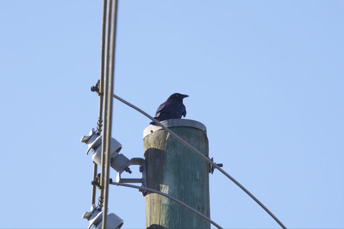 Little Raven - ML642079788