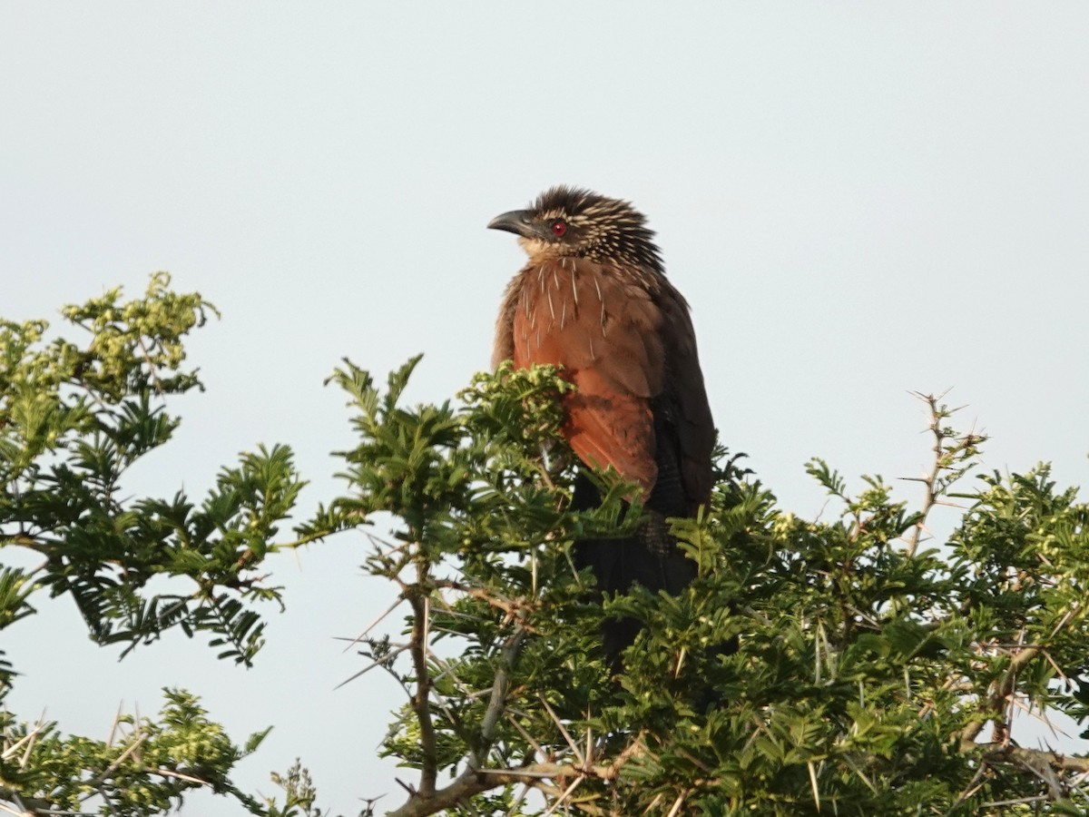 White-browed Coucal - ML642079789