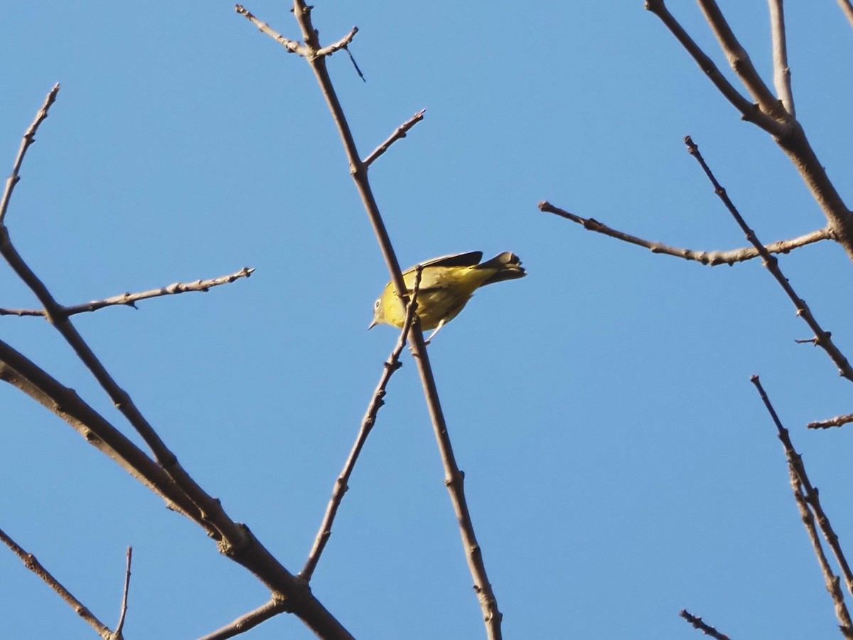 Nashville Warbler - ML642079790