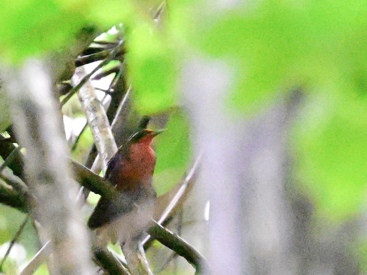 Rosy Thrush-Tanager - ML642079802