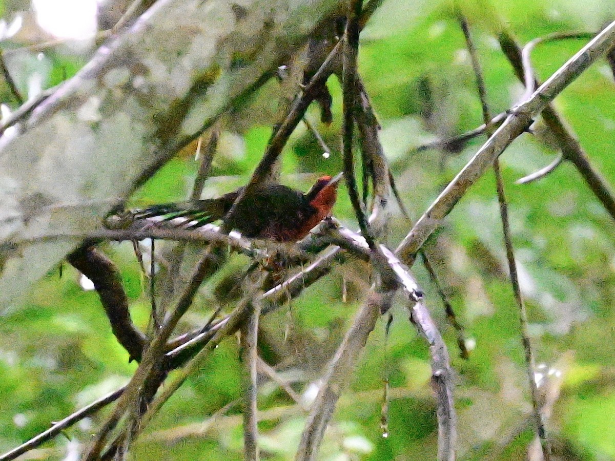 Rosy Thrush-Tanager - ML642079803