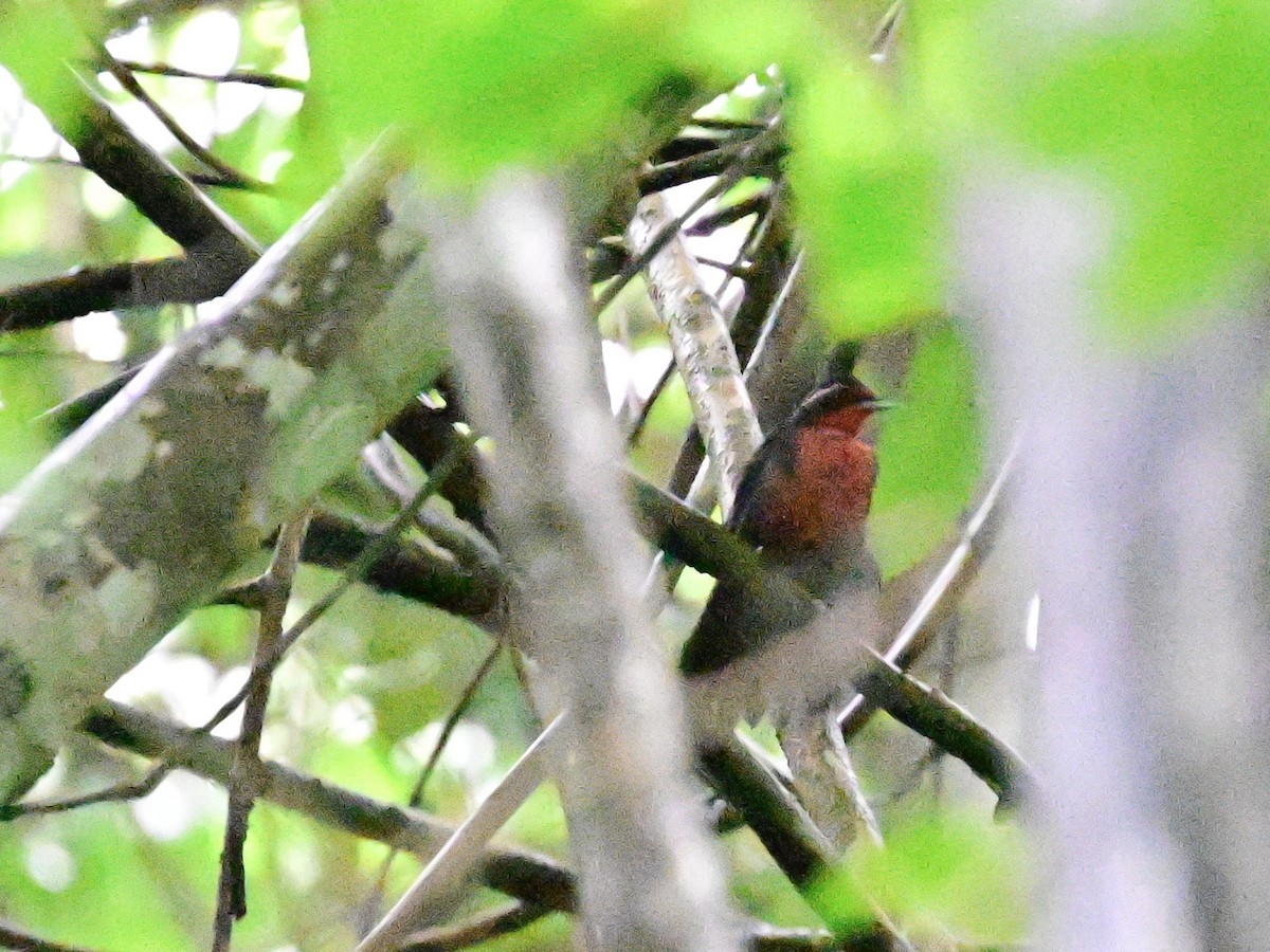 Rosy Thrush-Tanager - ML642079804