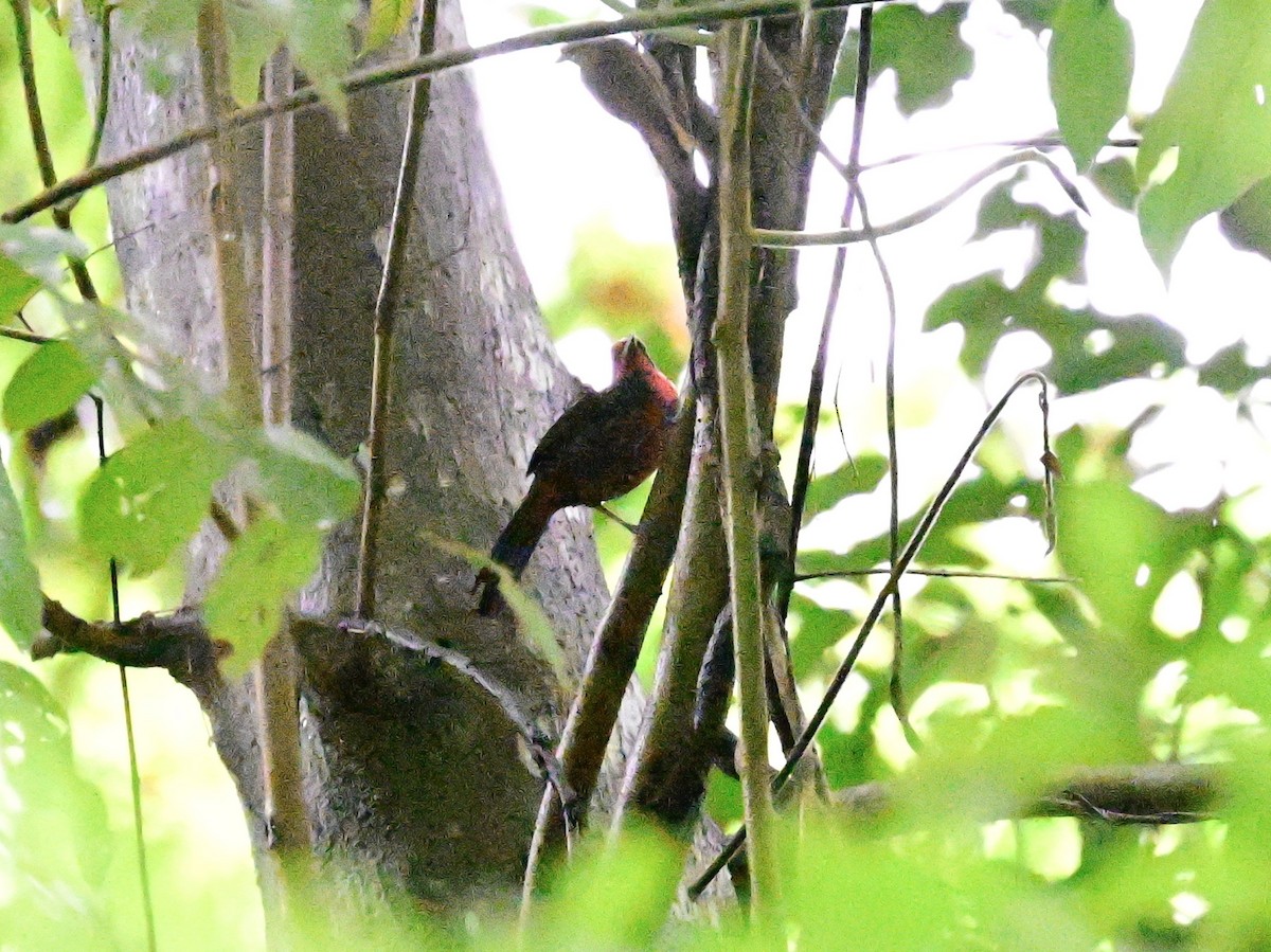 Rosy Thrush-Tanager - ML642079805