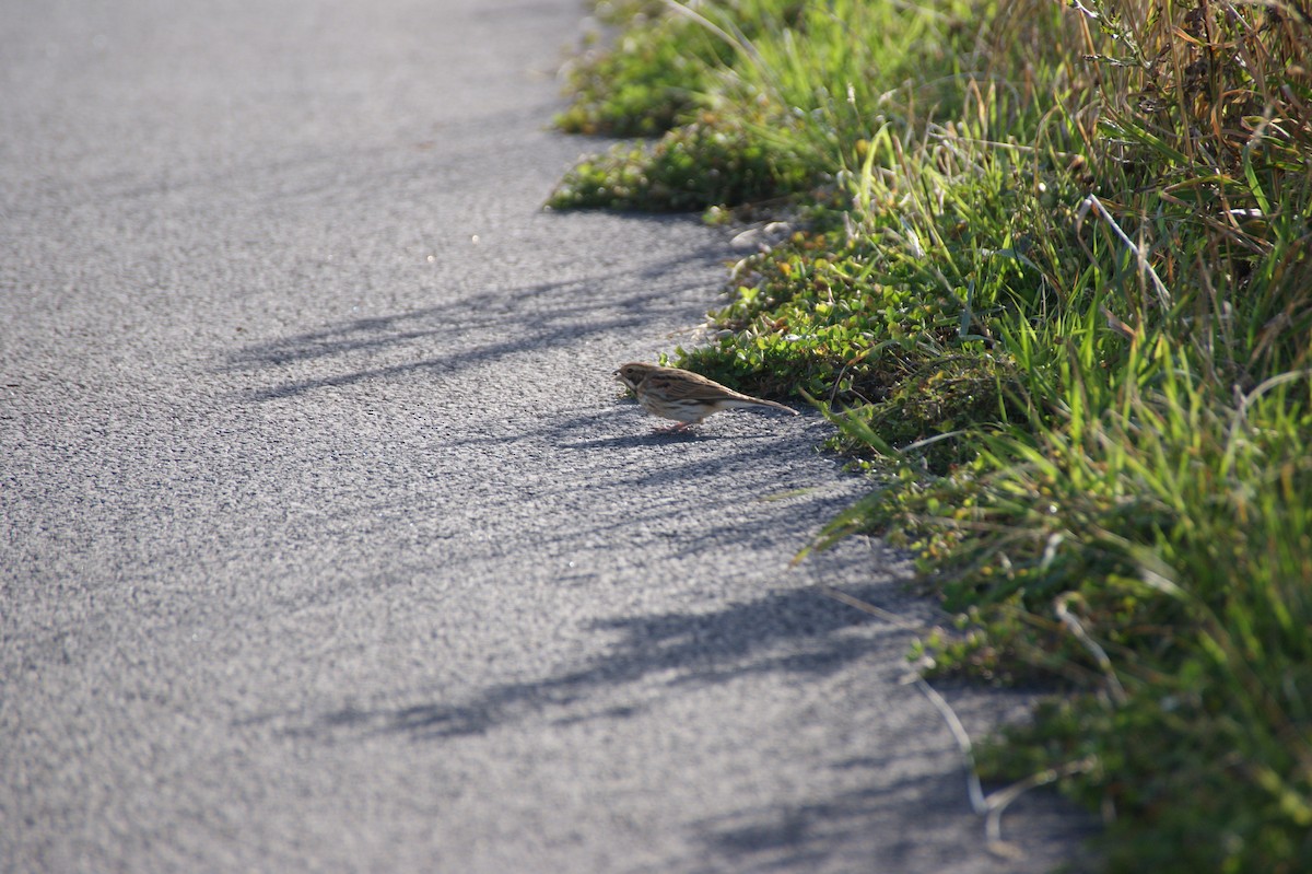Reed Bunting - ML642079806