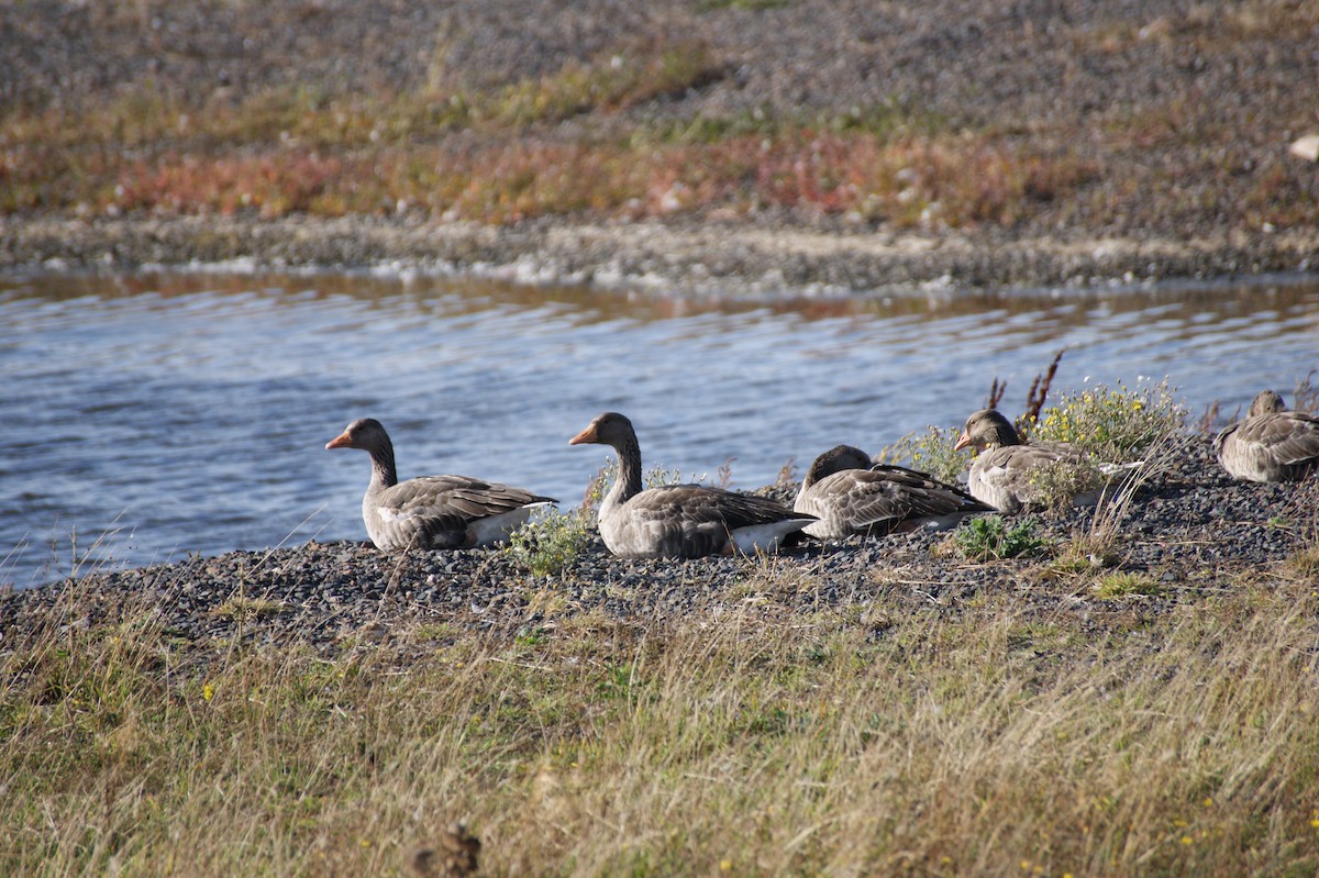 Graylag Goose - ML642079810