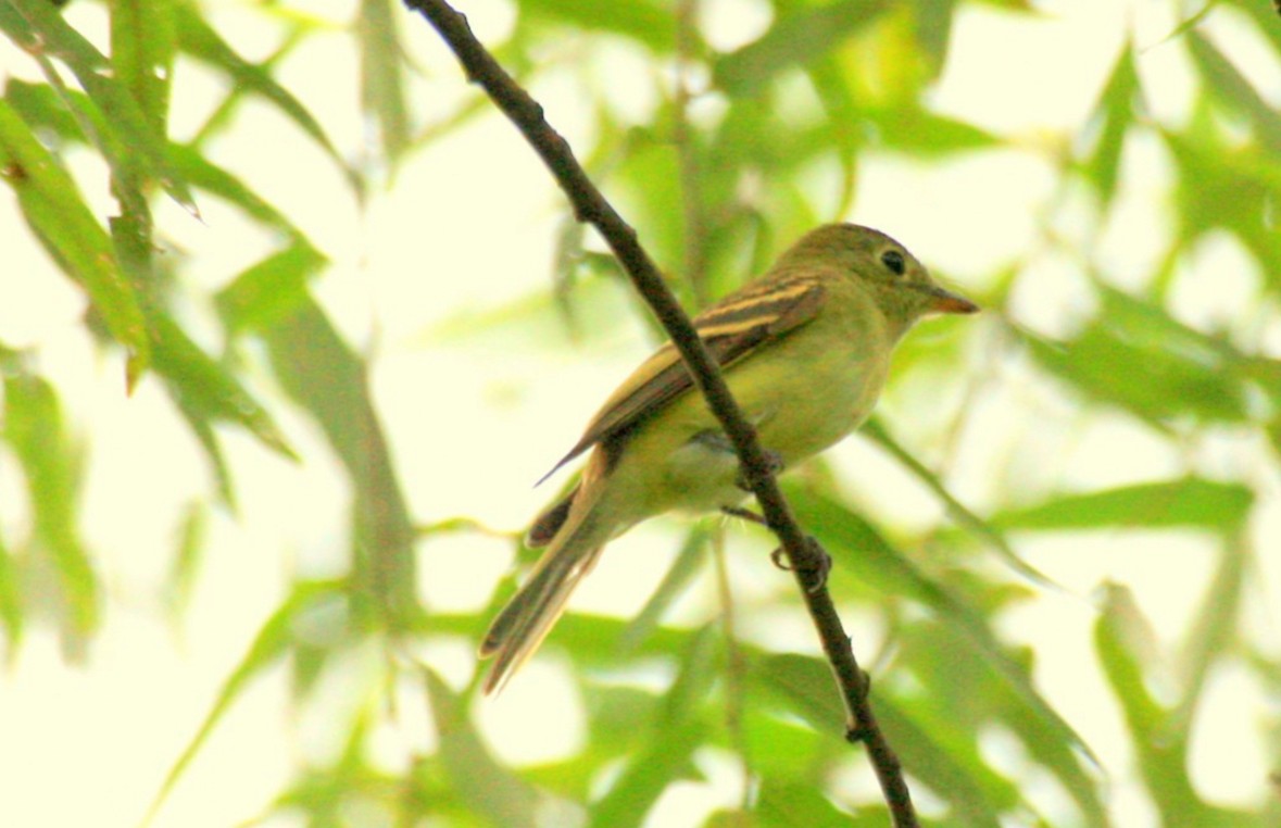 Acadian Flycatcher - ML642079814