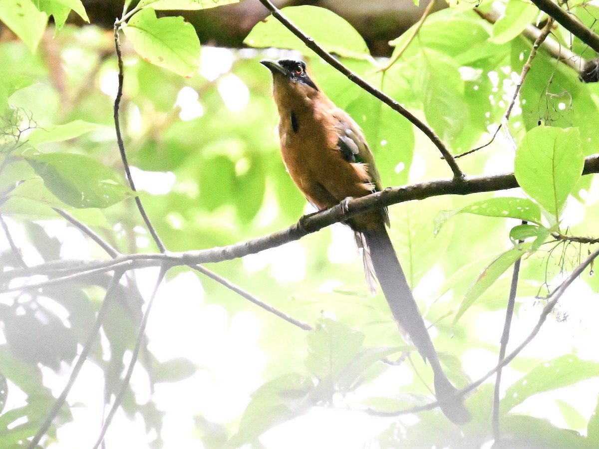 Whooping Motmot - ML642079821