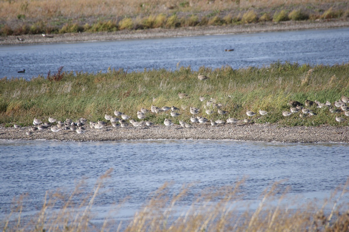 Bar-tailed Godwit - ML642079822