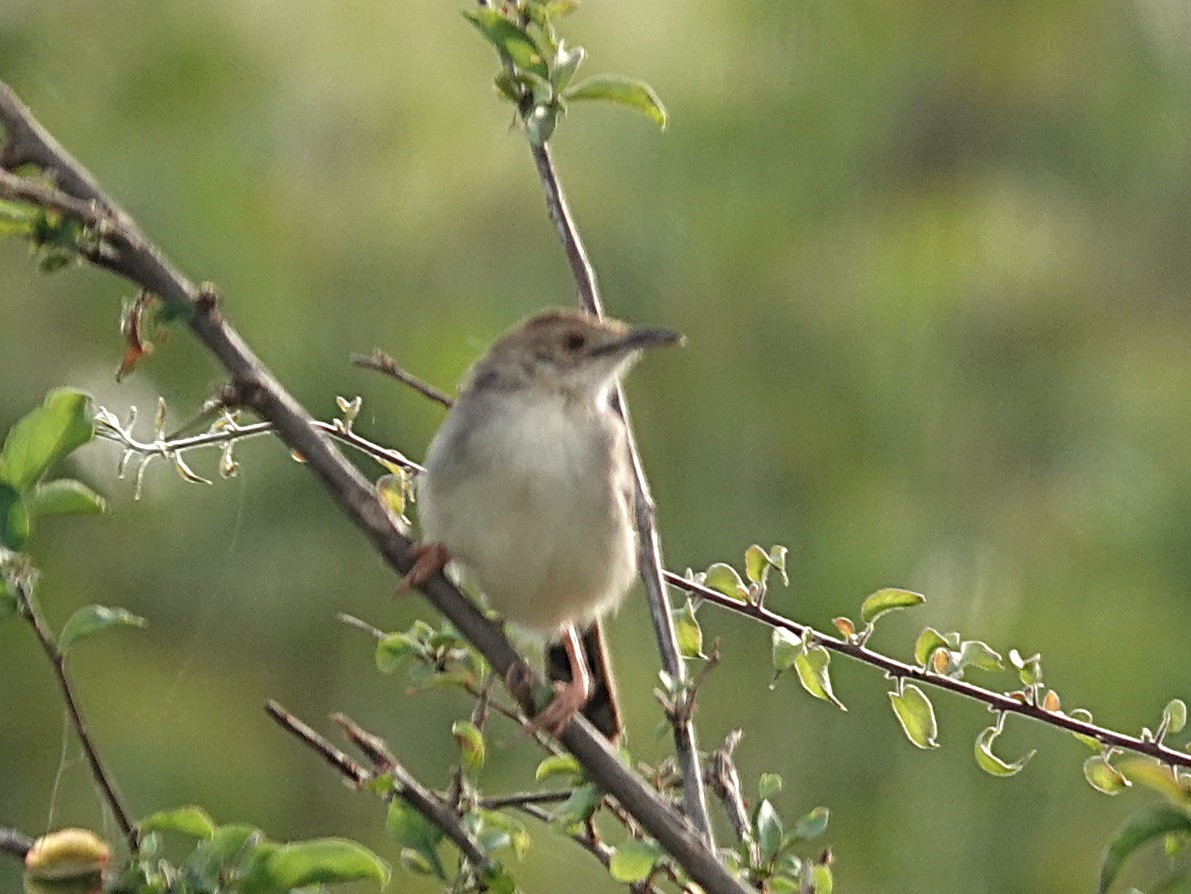 Rattling Cisticola - ML642079833