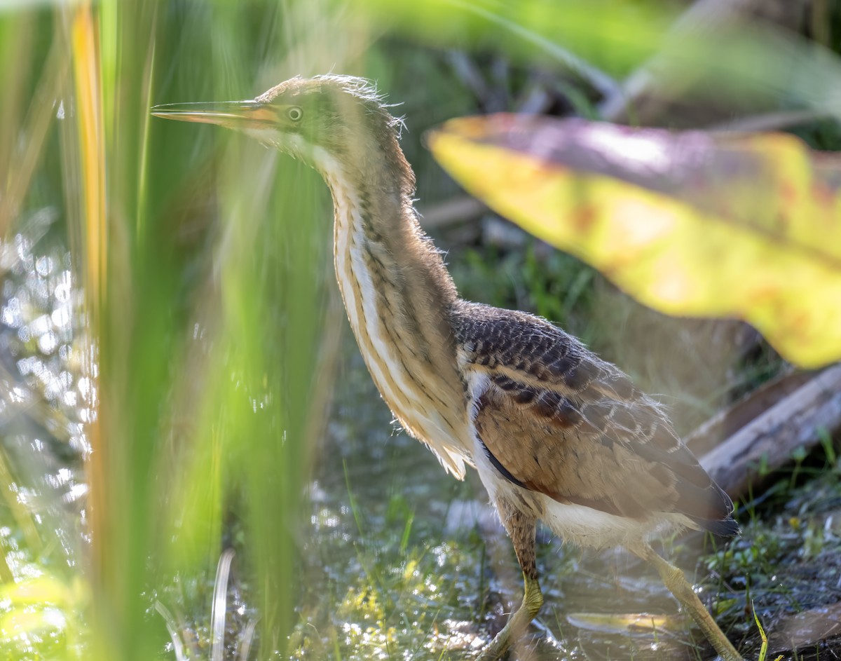 Least Bittern - ML642079835