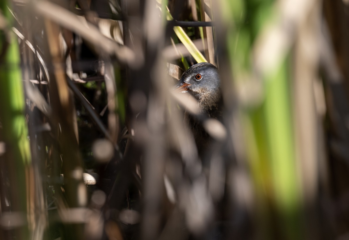 Virginia Rail - ML642079839