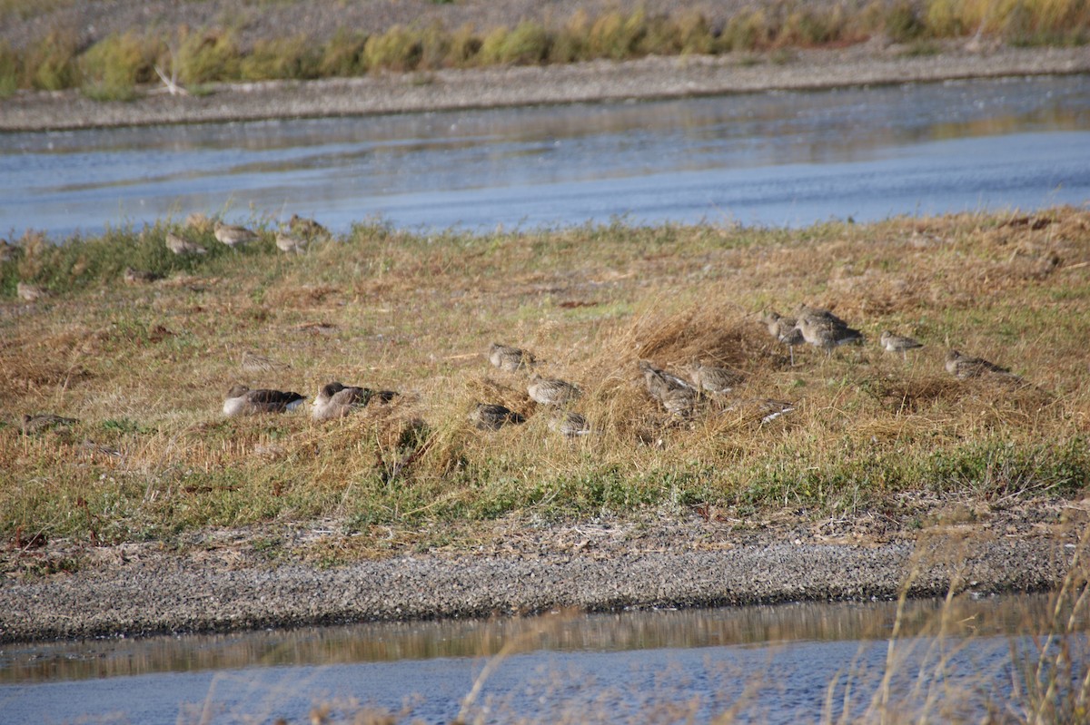 Eurasian Curlew - ML642079841
