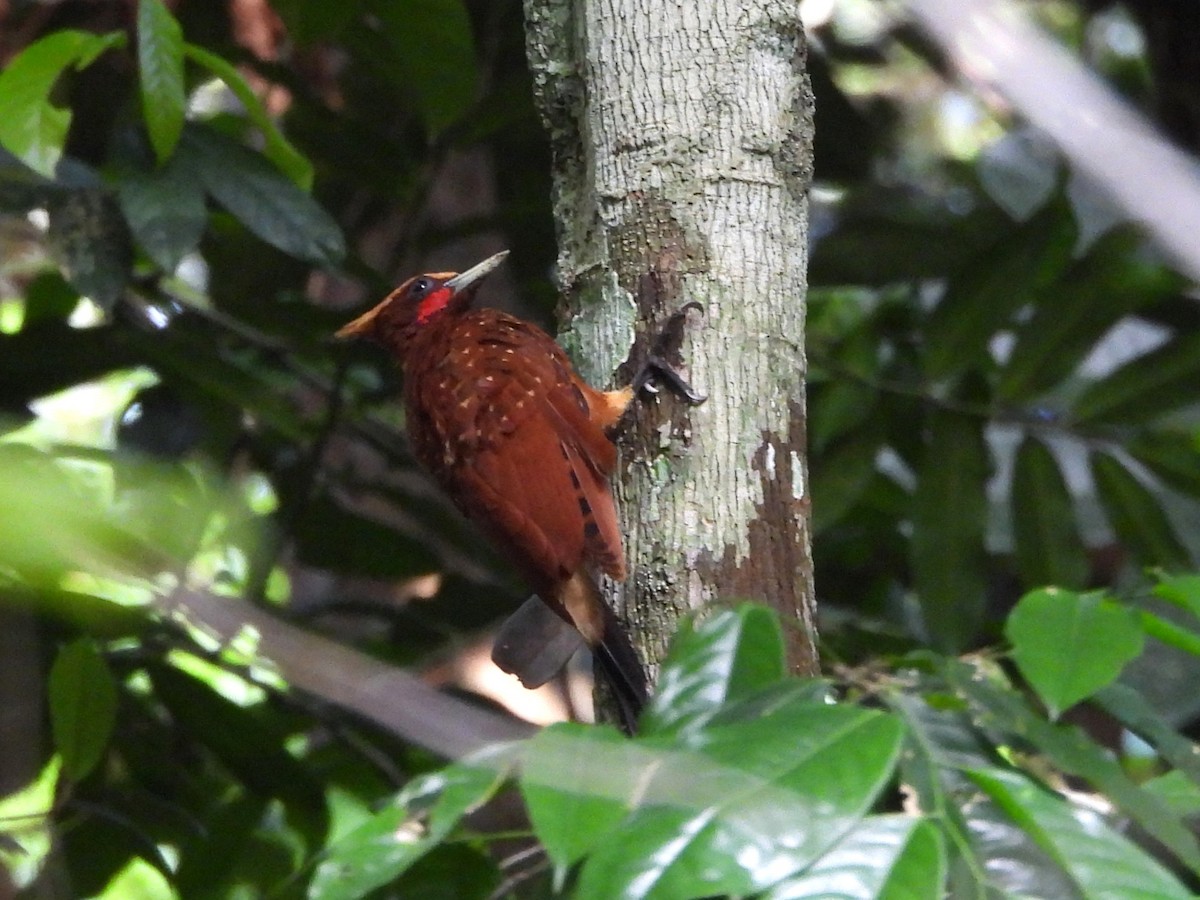 Chestnut Woodpecker - ML642079843
