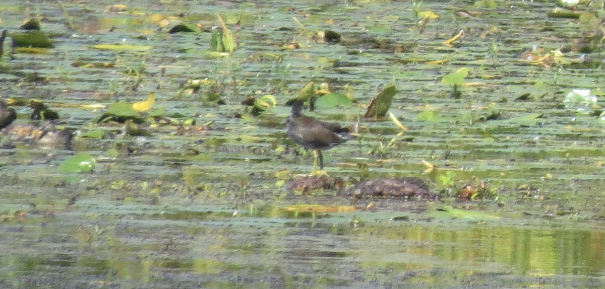 Common Gallinule - ML642079847