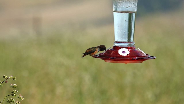 Allen's Hummingbird - ML642079849