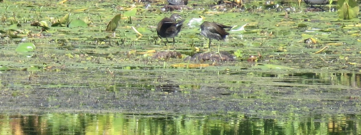 Common Gallinule - ML642079873