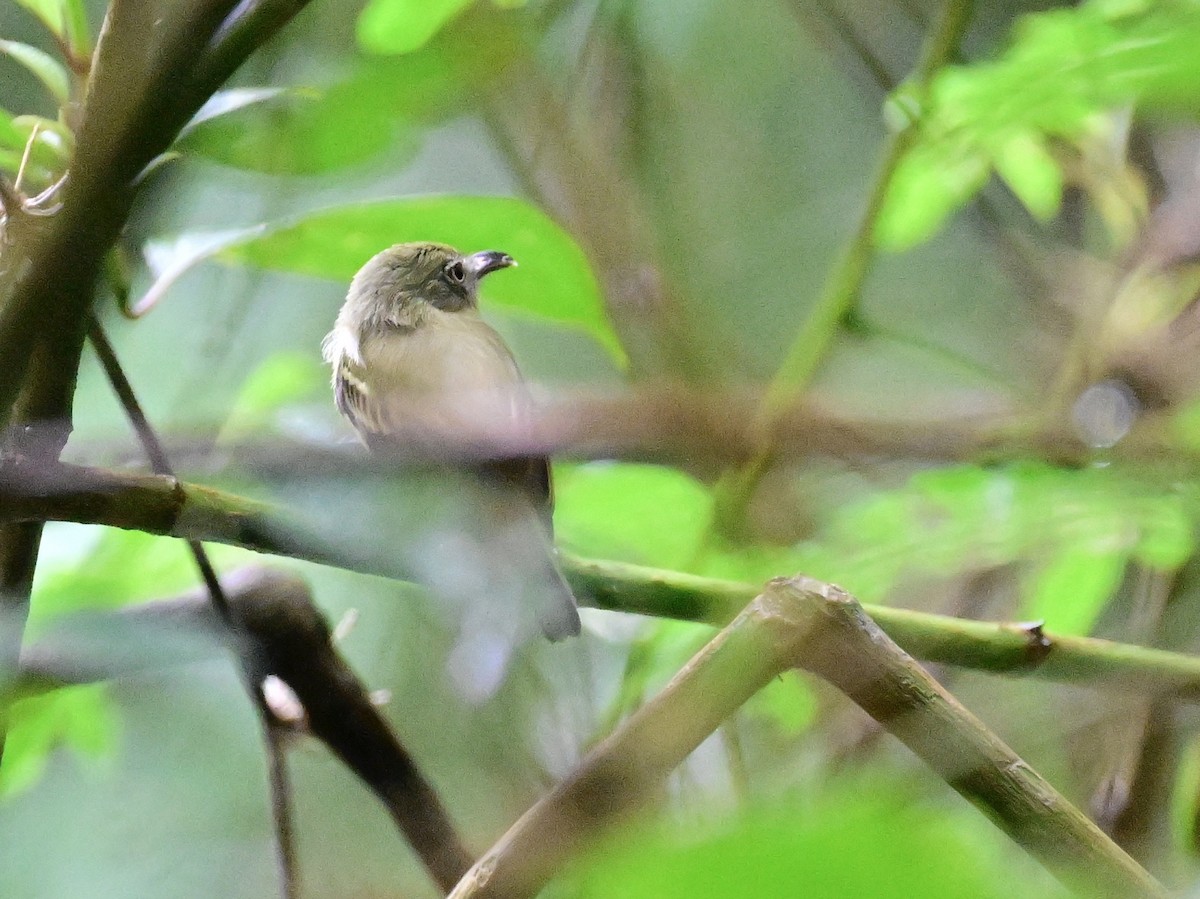 Southern Bentbill - ML642079874