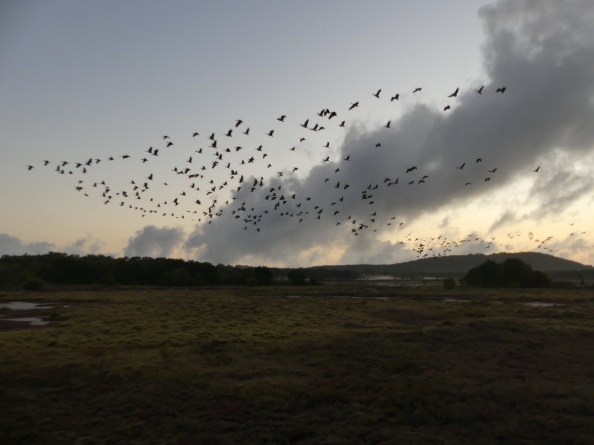 Magpie Goose - ML642079880