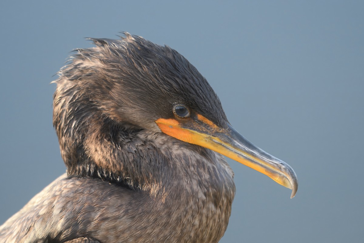 Double-crested Cormorant - ML642079892