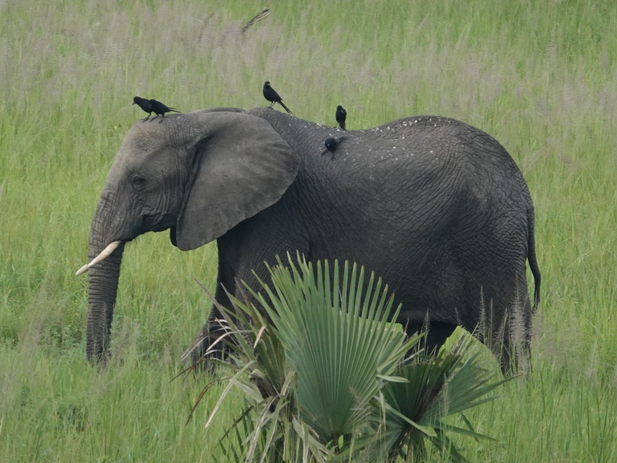 Piapiac africain - ML642079898