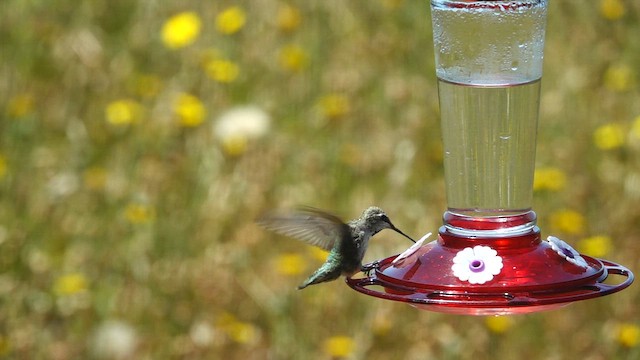 Anna's Hummingbird - ML642079899