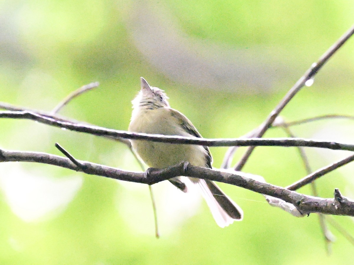 Yellow-olive Flatbill - ML642079950