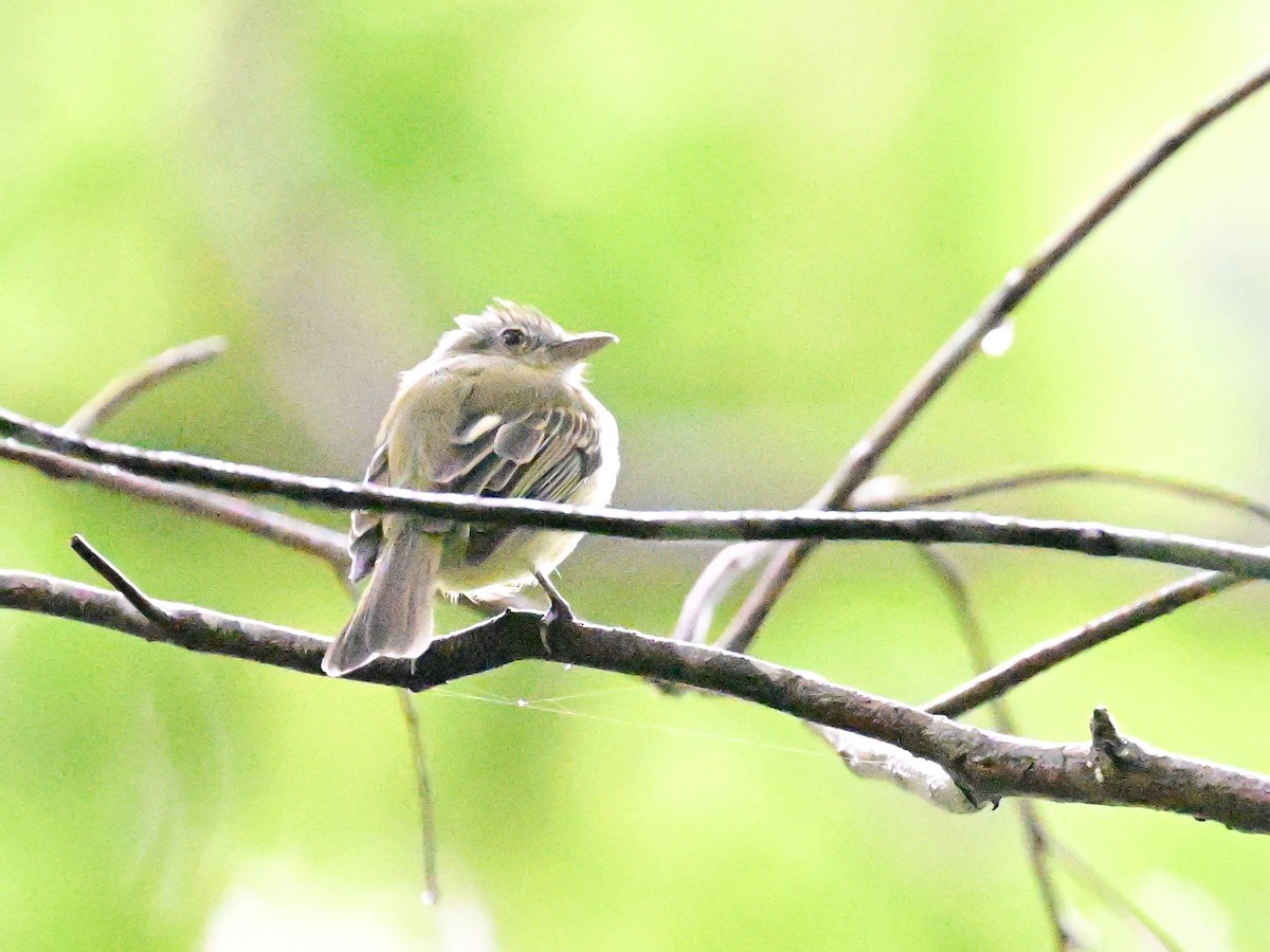 Yellow-olive Flatbill - ML642079951