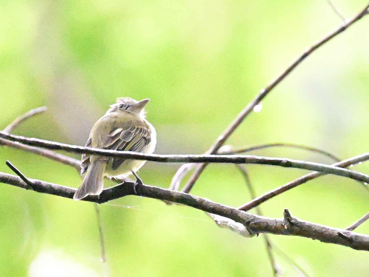 Yellow-olive Flatbill - ML642079952