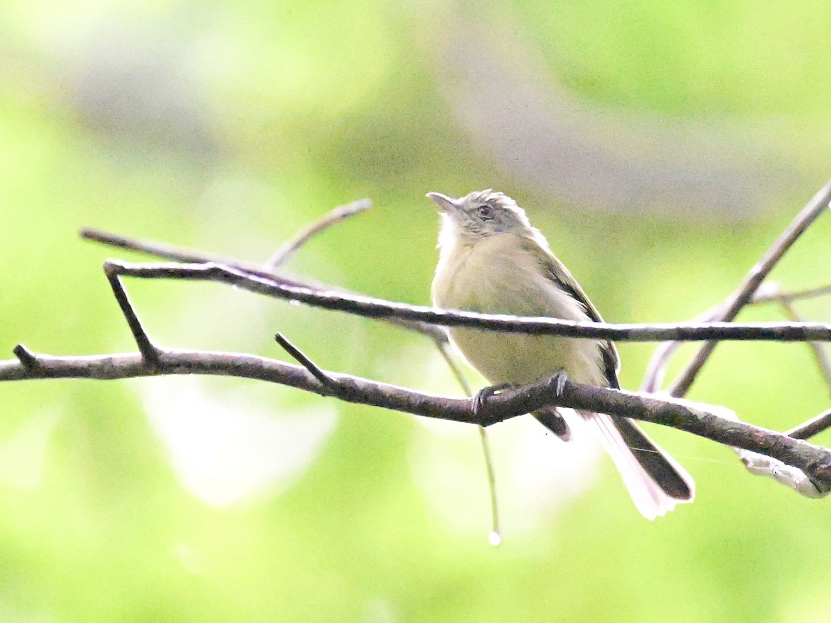 Yellow-olive Flatbill - ML642079953