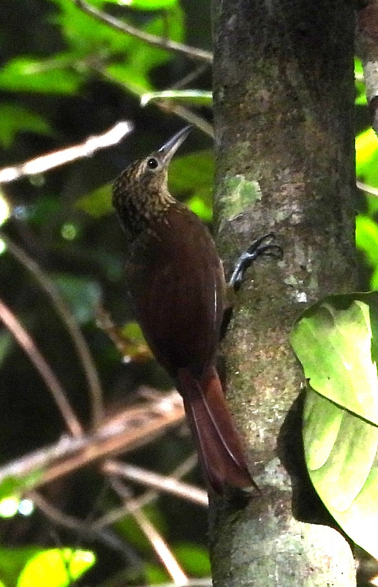 Plain-brown Woodcreeper - ML642079954