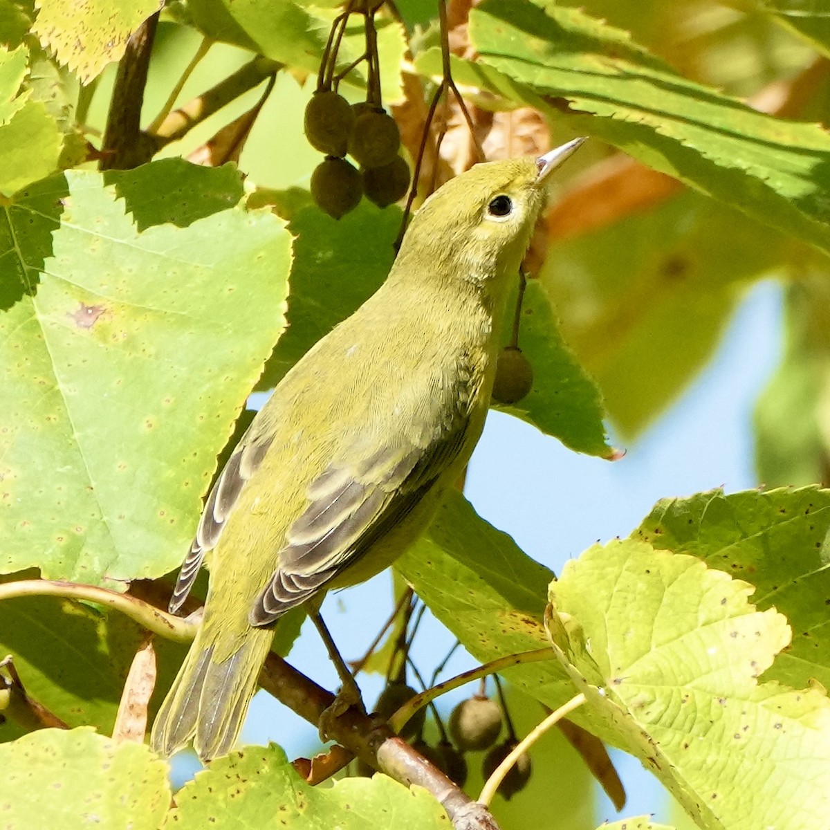 Yellow Warbler - ML642079962