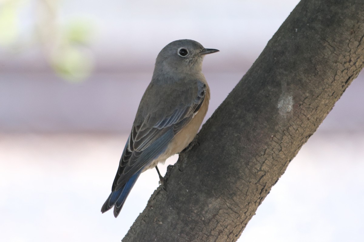 Western Bluebird - ML642079967