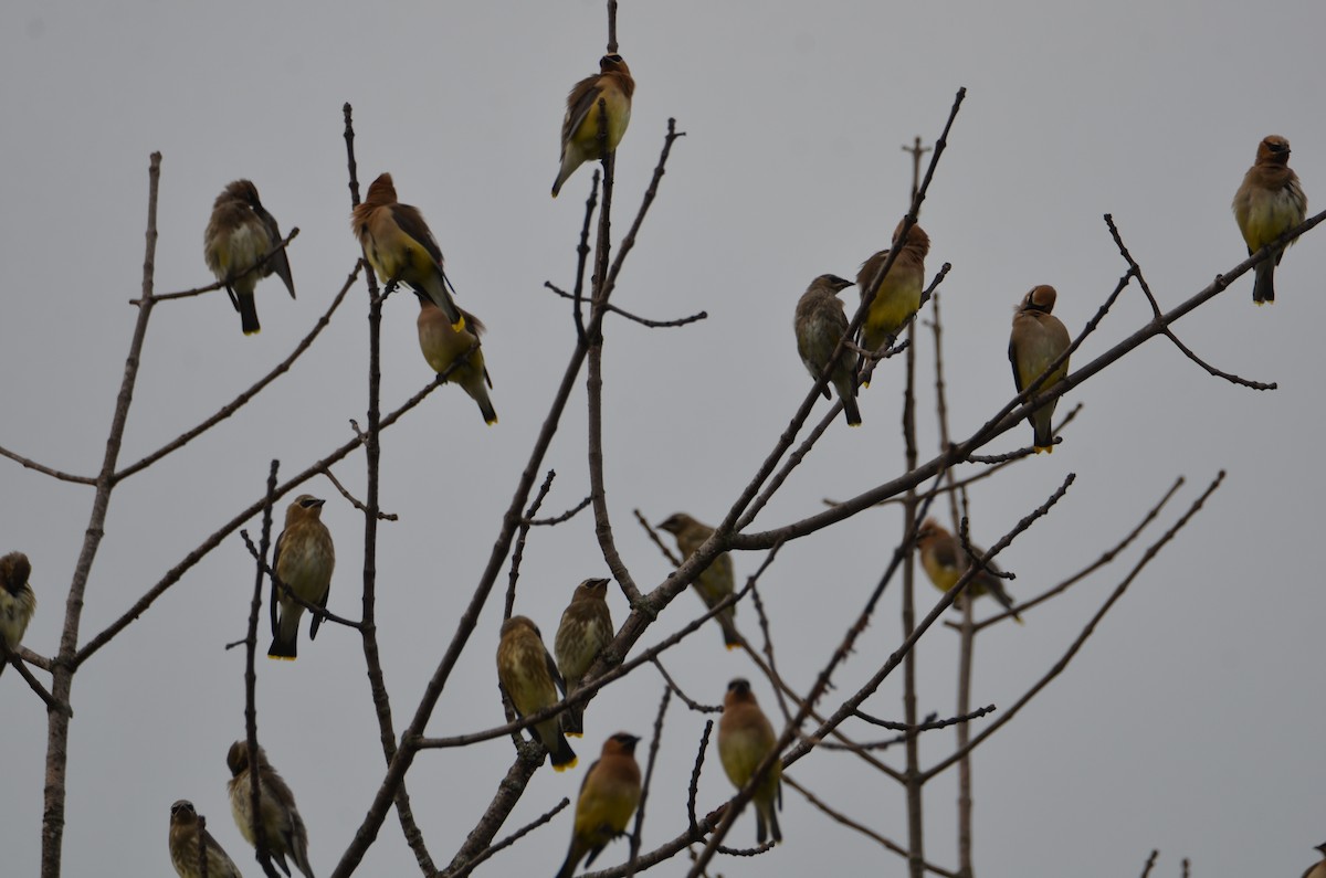 Cedar Waxwing - ML642079969