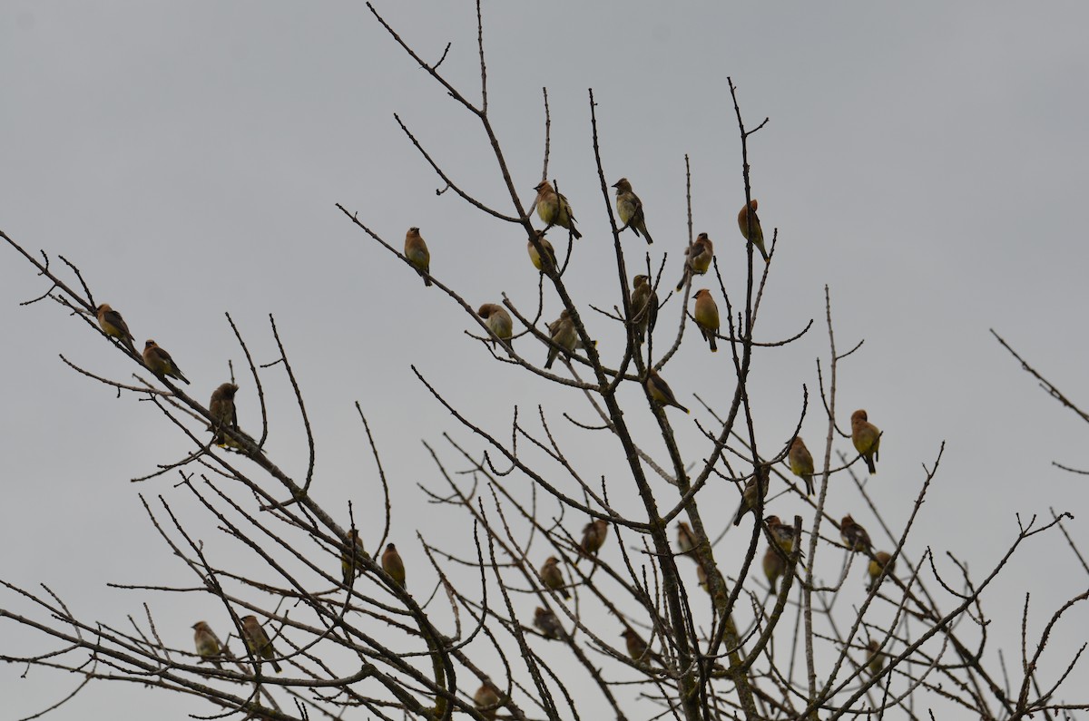 Cedar Waxwing - ML642079970