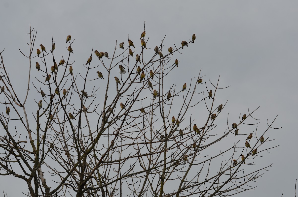 Cedar Waxwing - ML642079985