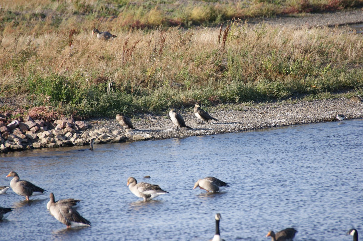 Great Cormorant - ML642079986
