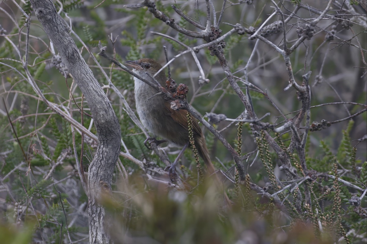 Eastern Bristlebird - ML642080001