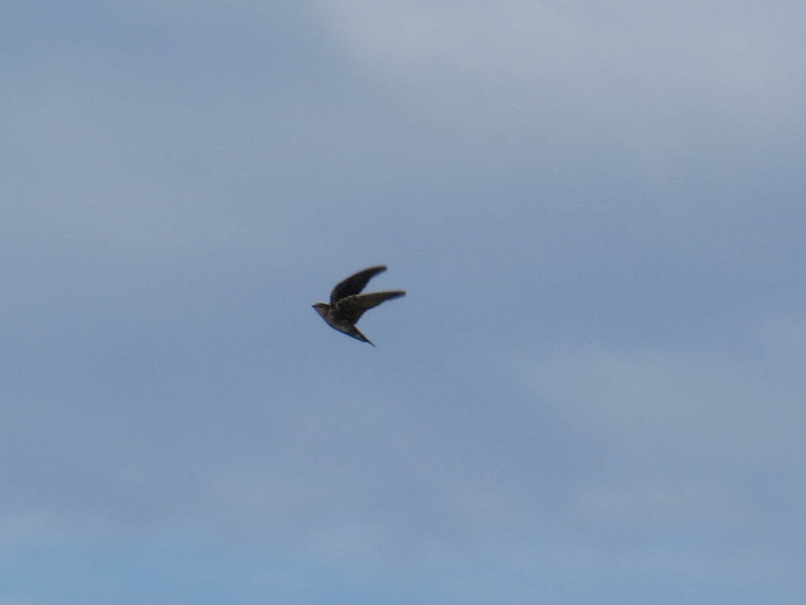 Purple Martin - ML642080013
