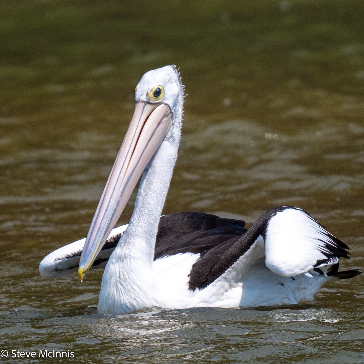 Australian Pelican - ML642080020