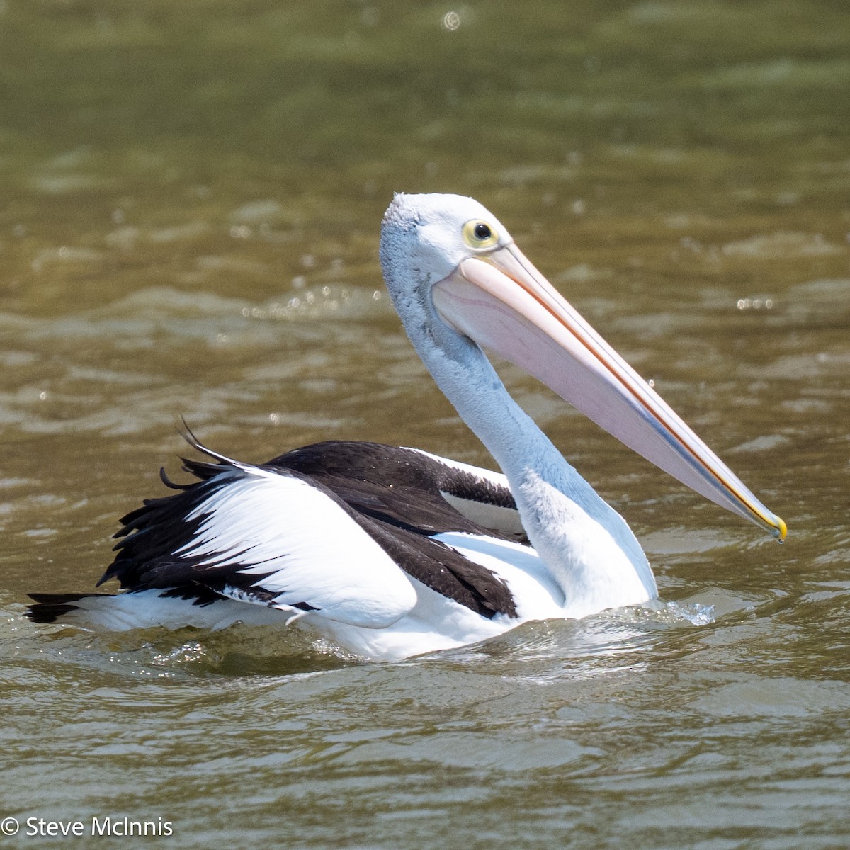 Australian Pelican - ML642080021