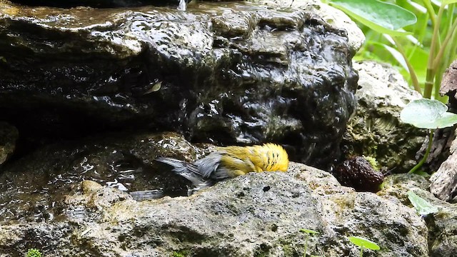Prothonotary Warbler - ML642080032