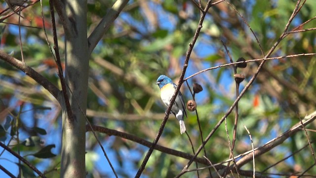 Lazuli Bunting - ML642080040