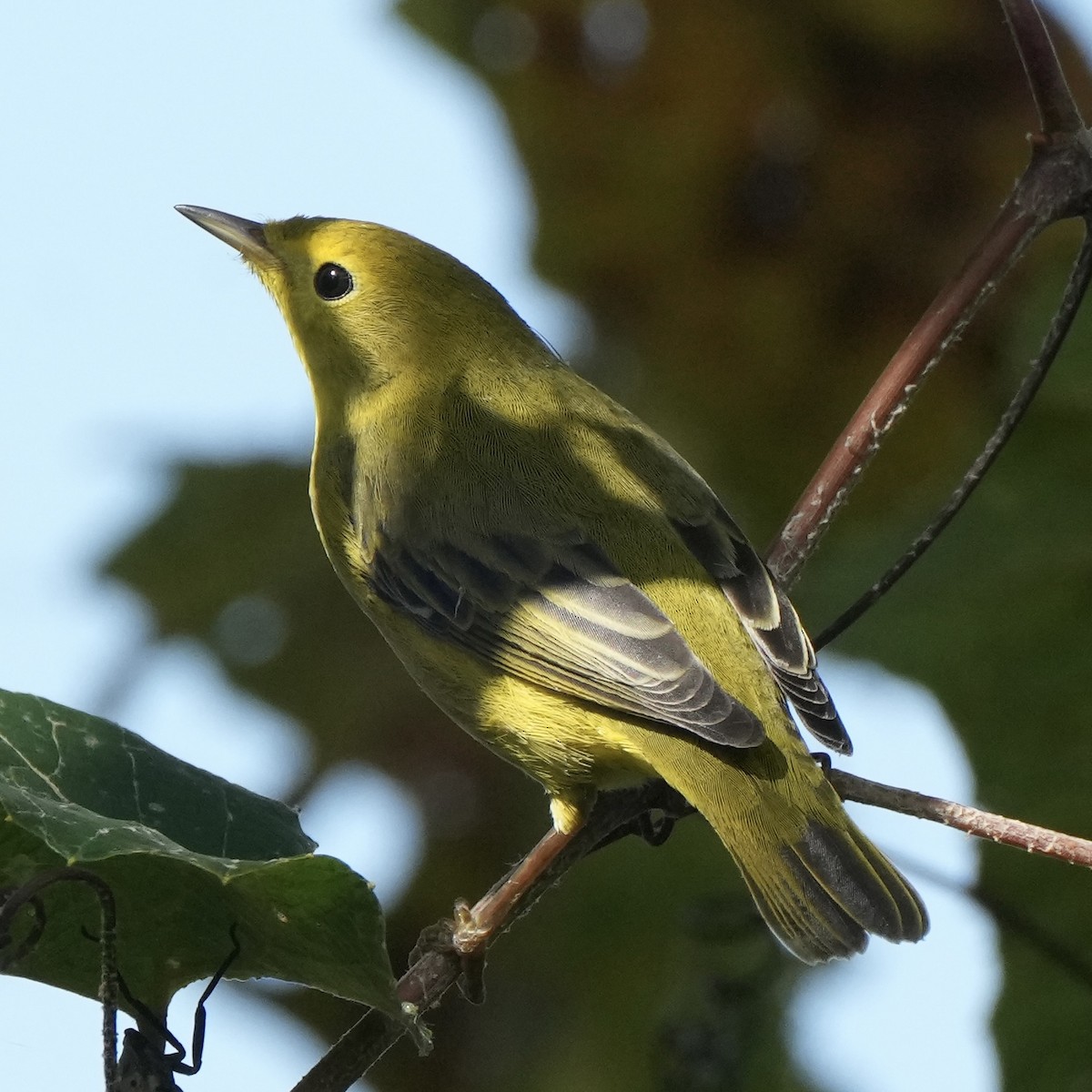 Yellow Warbler - ML642080044