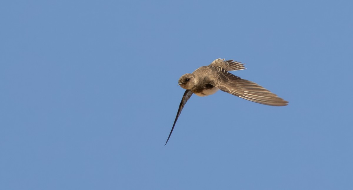 Bank Swallow - ML642080052