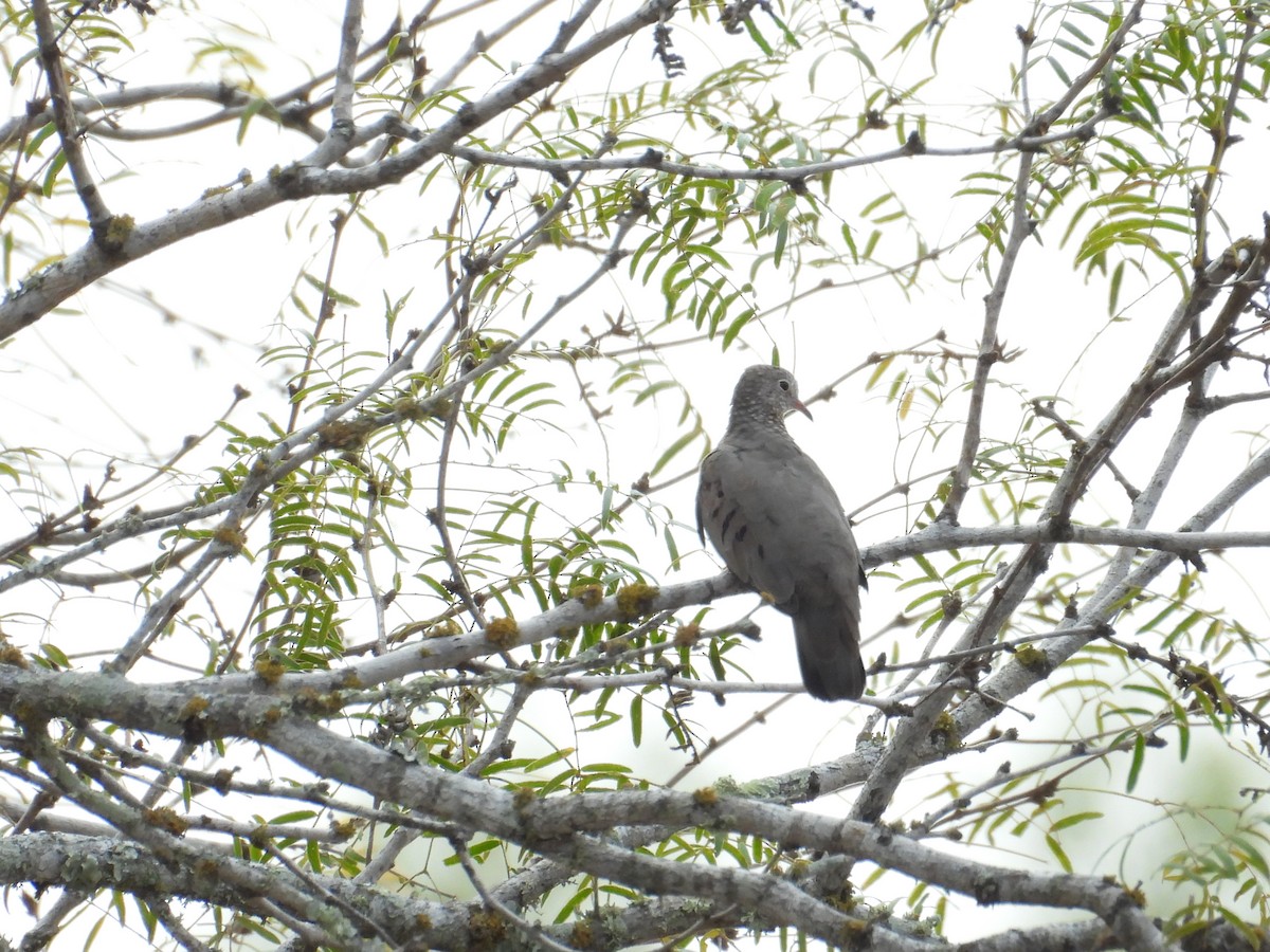 Common Ground Dove - ML642080062