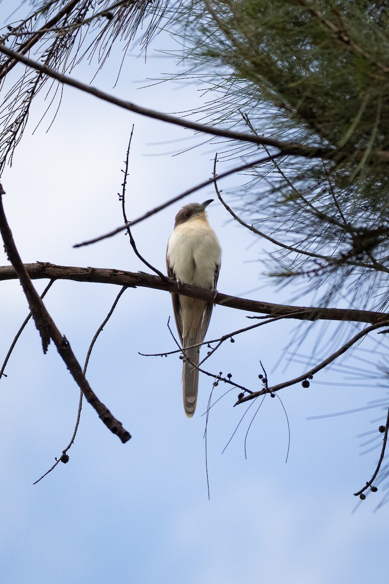 Black-billed Cuckoo - ML642080070