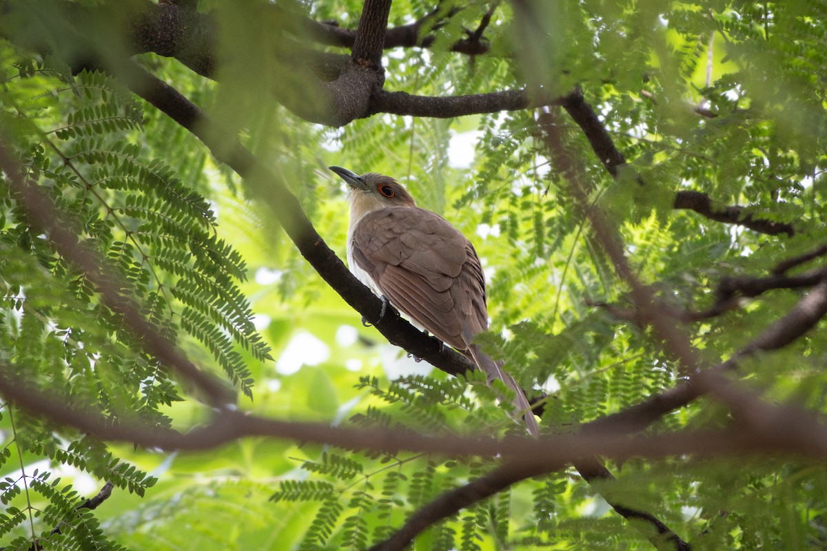 Black-billed Cuckoo - ML642080071