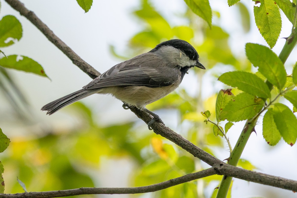 Carolina Chickadee - ML642080074